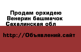 Продам орхидею ,, Венерин башмачок,, - Сахалинская обл.  »    